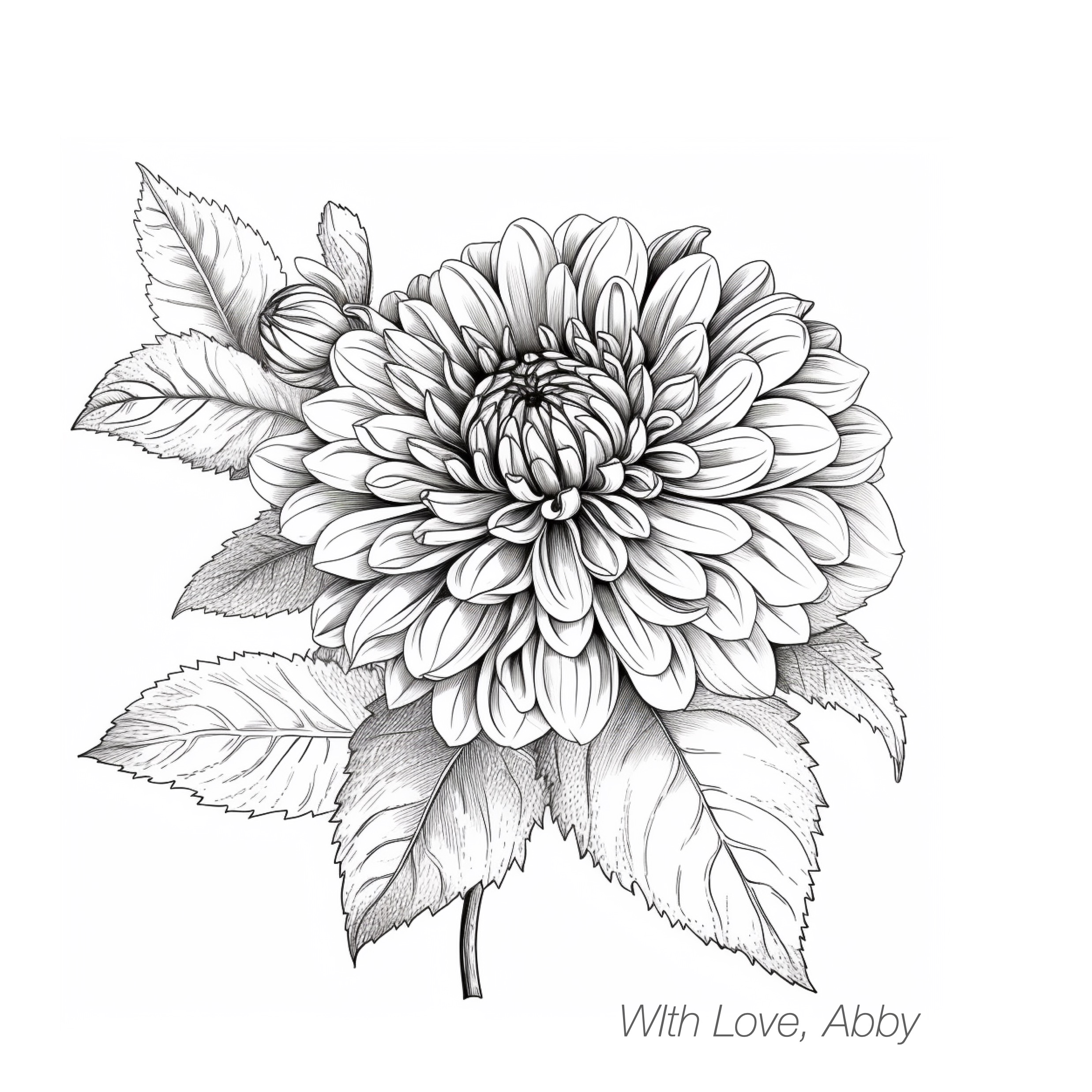 dahlia